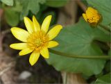 Ficaria verna