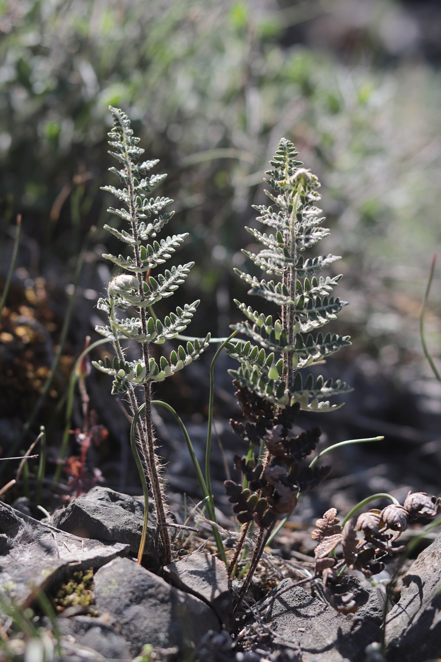 Image of Paragymnopteris marantae specimen.