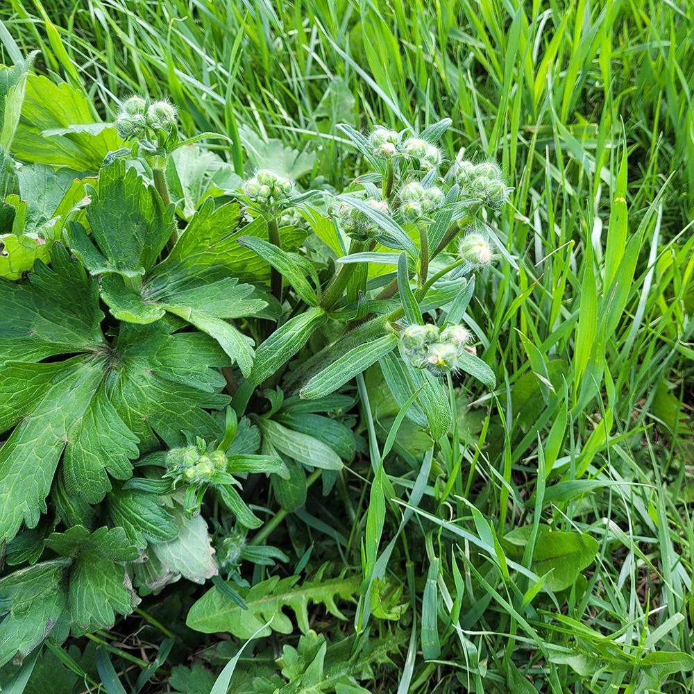 Изображение особи Ranunculus constantinopolitanus.