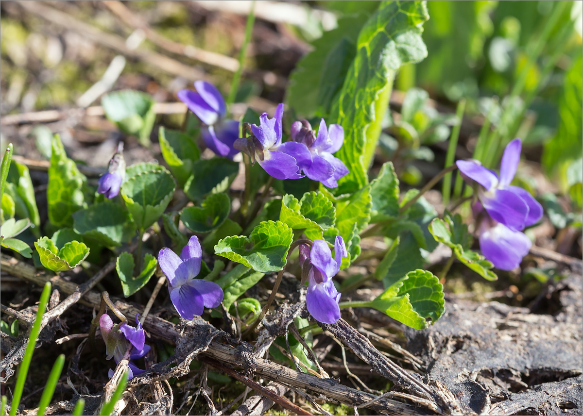 Изображение особи Viola somchetica.