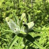 Lilium pensylvanicum