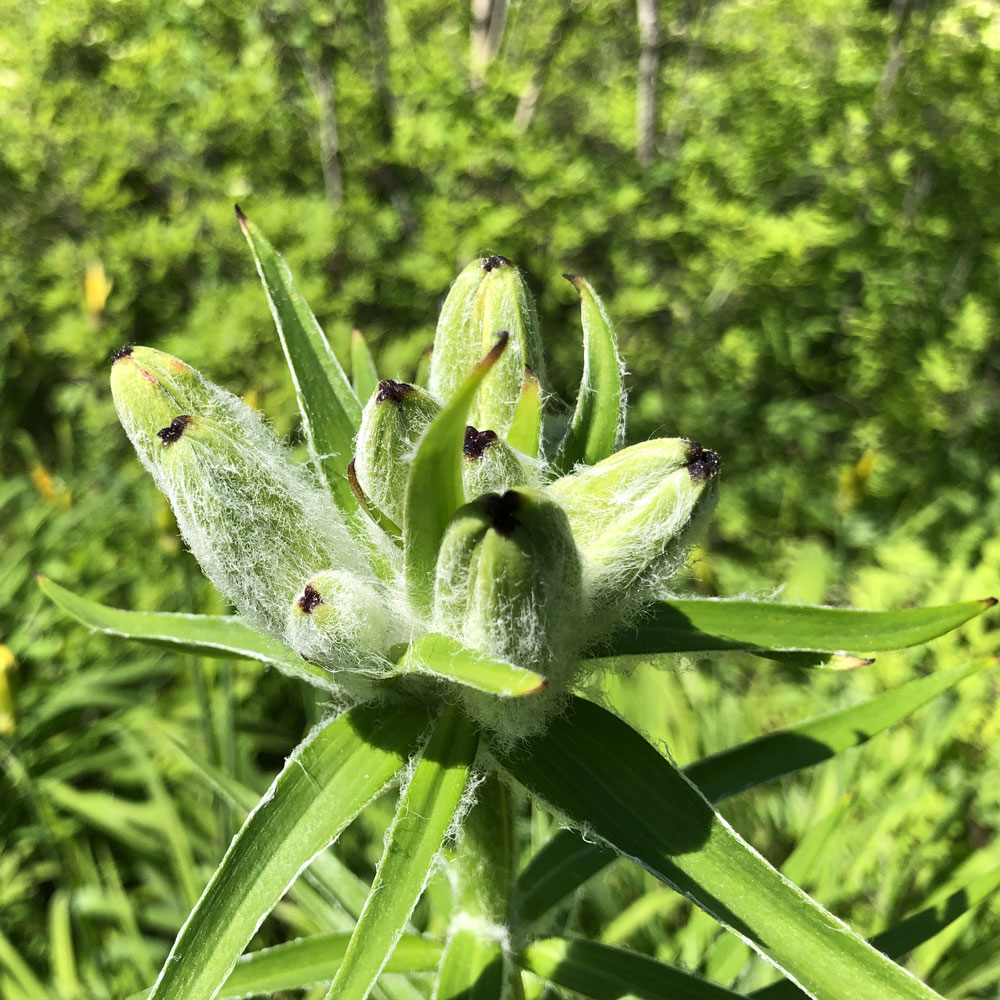 Изображение особи Lilium pensylvanicum.