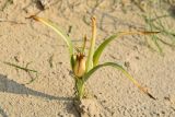 Merendera robusta. Плодоносящее растение. Узбекистан, Бухарская обл., окр. оз. Тудакуль, закреплённые пески. 4 мая 2022 г.