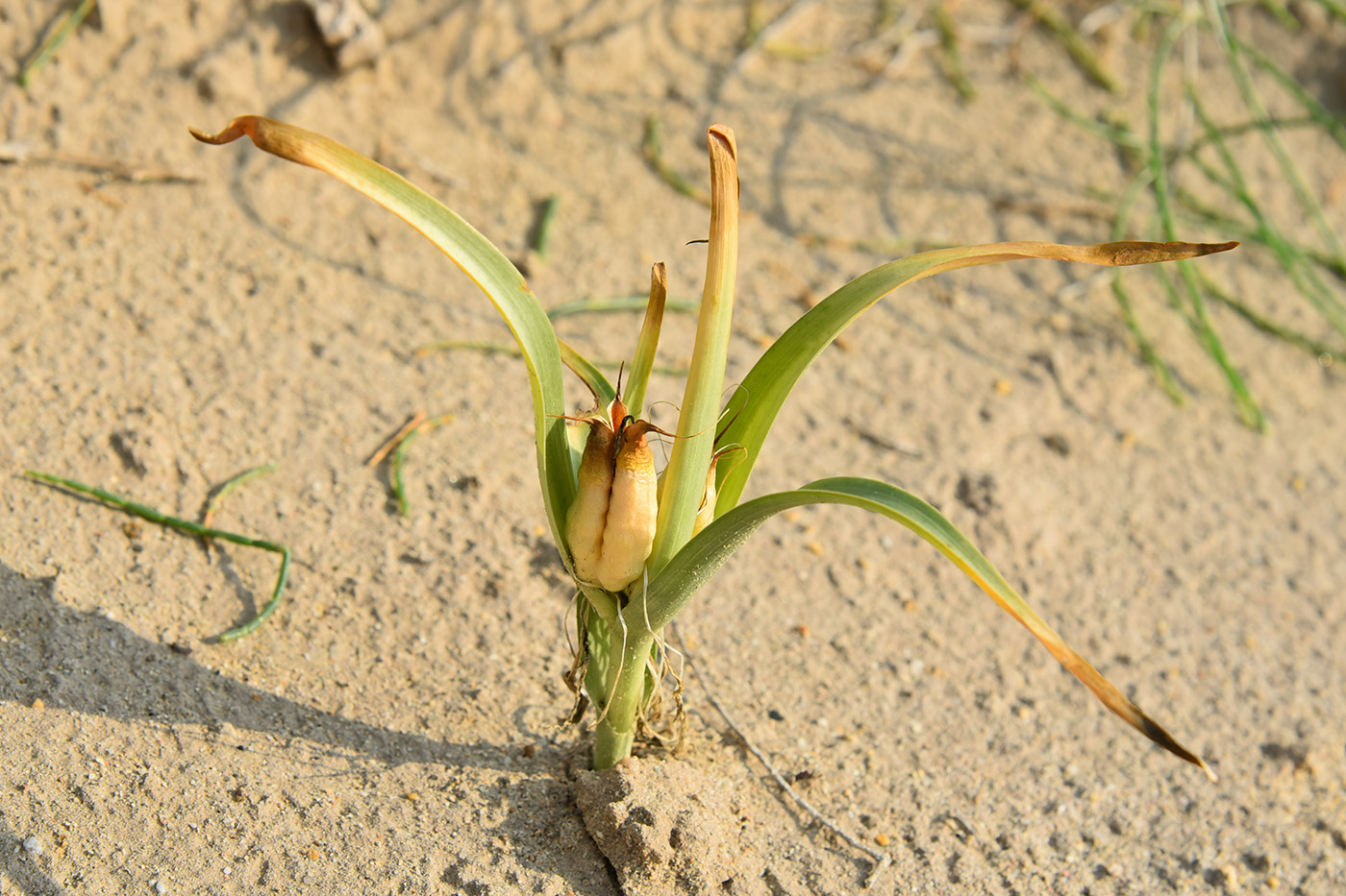 Image of Merendera robusta specimen.