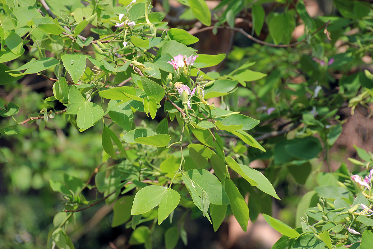 Image of genus Bauhinia specimen.