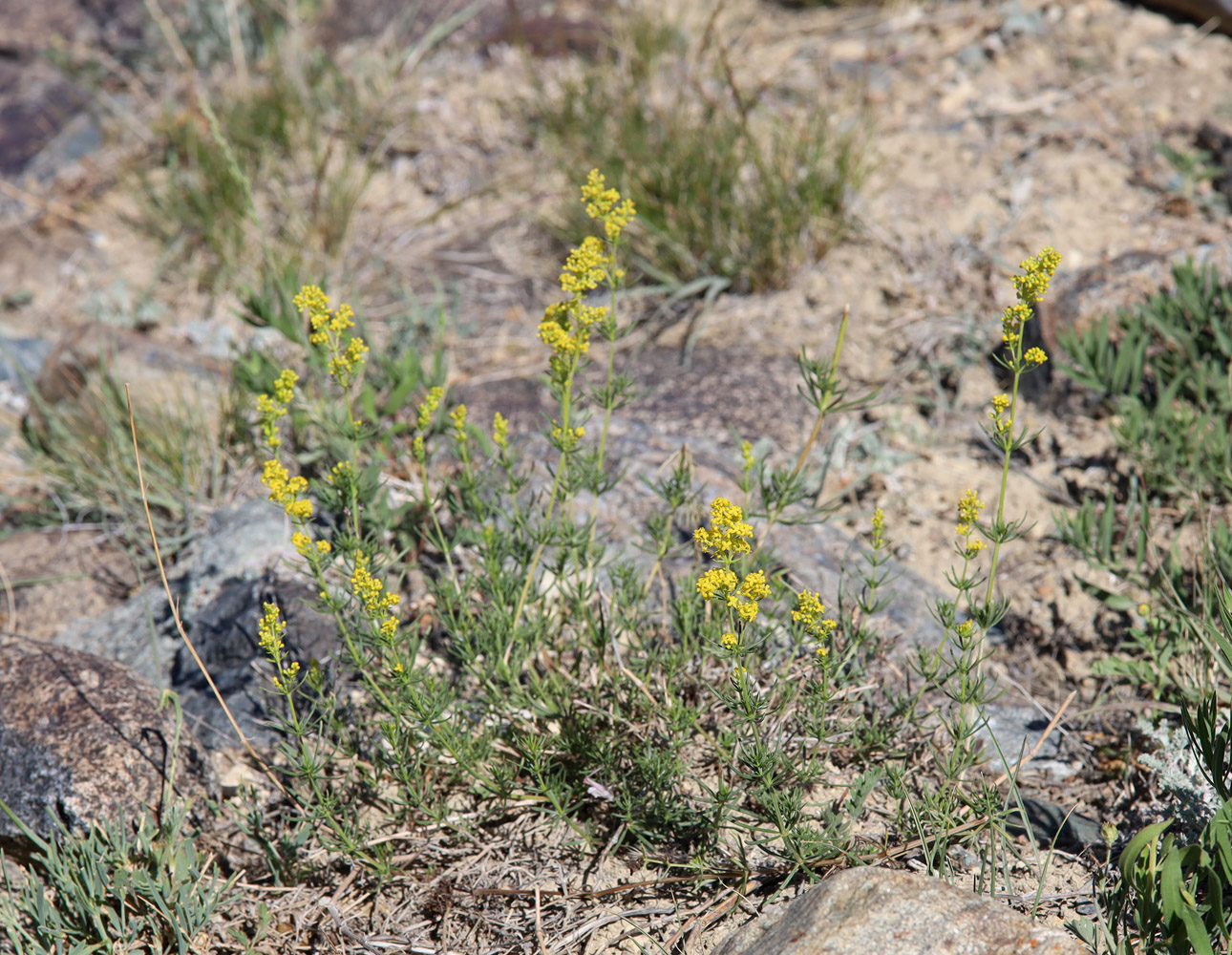 Image of Galium verum specimen.