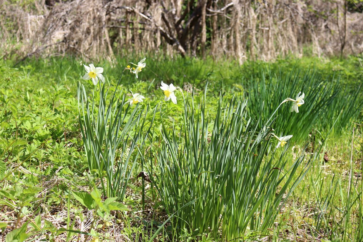 Изображение особи Narcissus &times; incomparabilis.