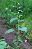 Persicaria pilosa. Цветущее растение. Приморский край, г. Владивосток, сквер. 13.08.2022.