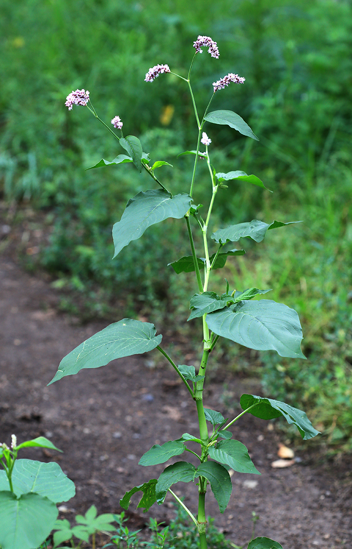 Изображение особи Persicaria pilosa.