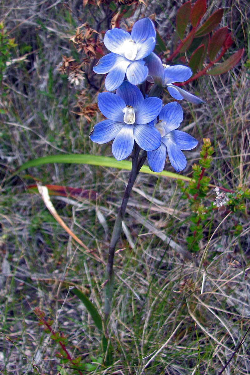 Изображение особи Thelymitra aristata.