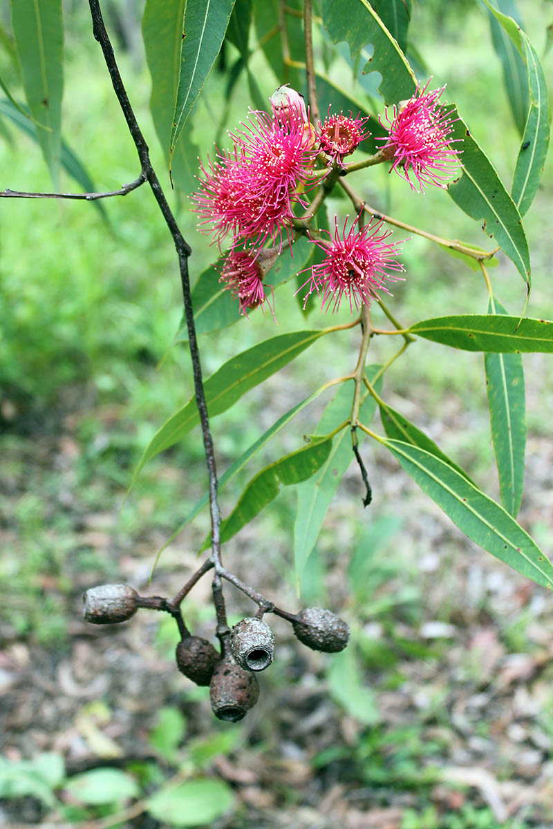 Изображение особи род Eucalyptus.