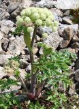 Coelopleurum saxatile. Цветущее растение. Южная Якутия, Алданский р-н, перевал Тит, щебнистый склон. 26.06.2009.