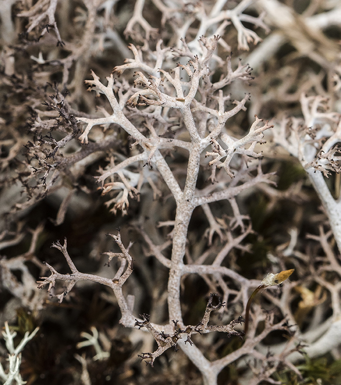 Изображение особи род Cladonia.