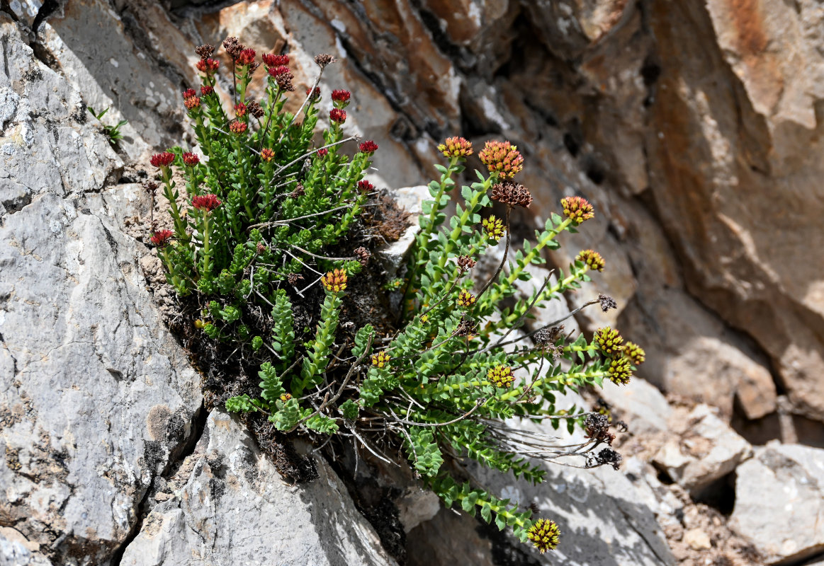 Изображение особи Rhodiola heterodonta.