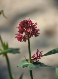 Centranthus ruber