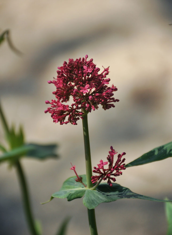 Image of Centranthus ruber specimen.