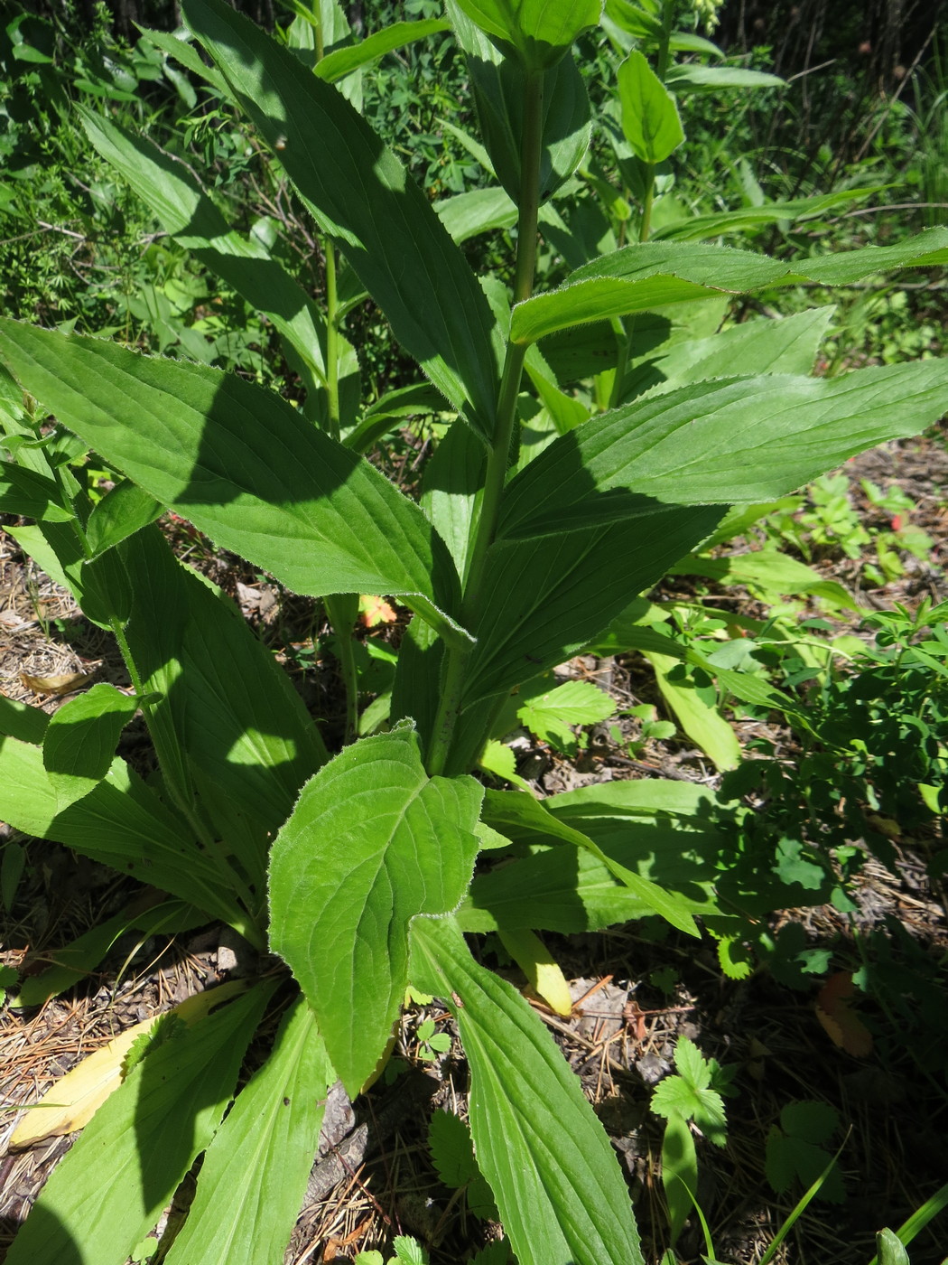 Image of Digitalis grandiflora specimen.