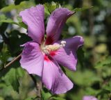 Hibiscus syriacus