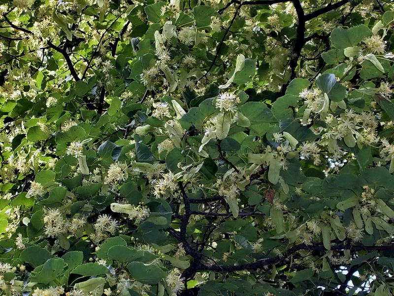 Image of Tilia cordata specimen.