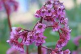 Bergenia crassifolia