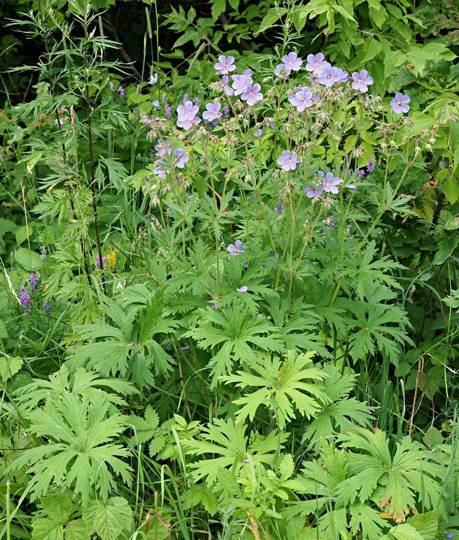 Изображение особи Geranium pratense.