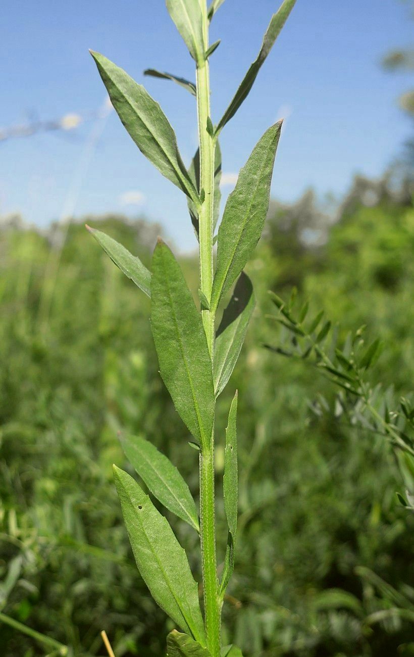 Image of Erysimum hieraciifolium specimen.