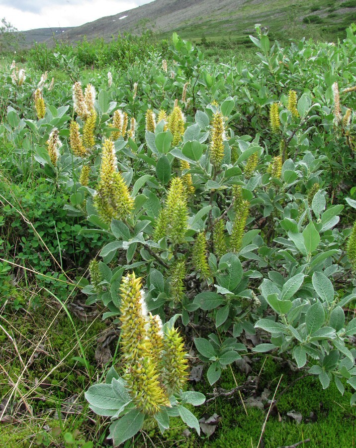 Image of Salix lanata specimen.