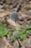 genus Echinops