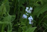 Myosotis asiatica