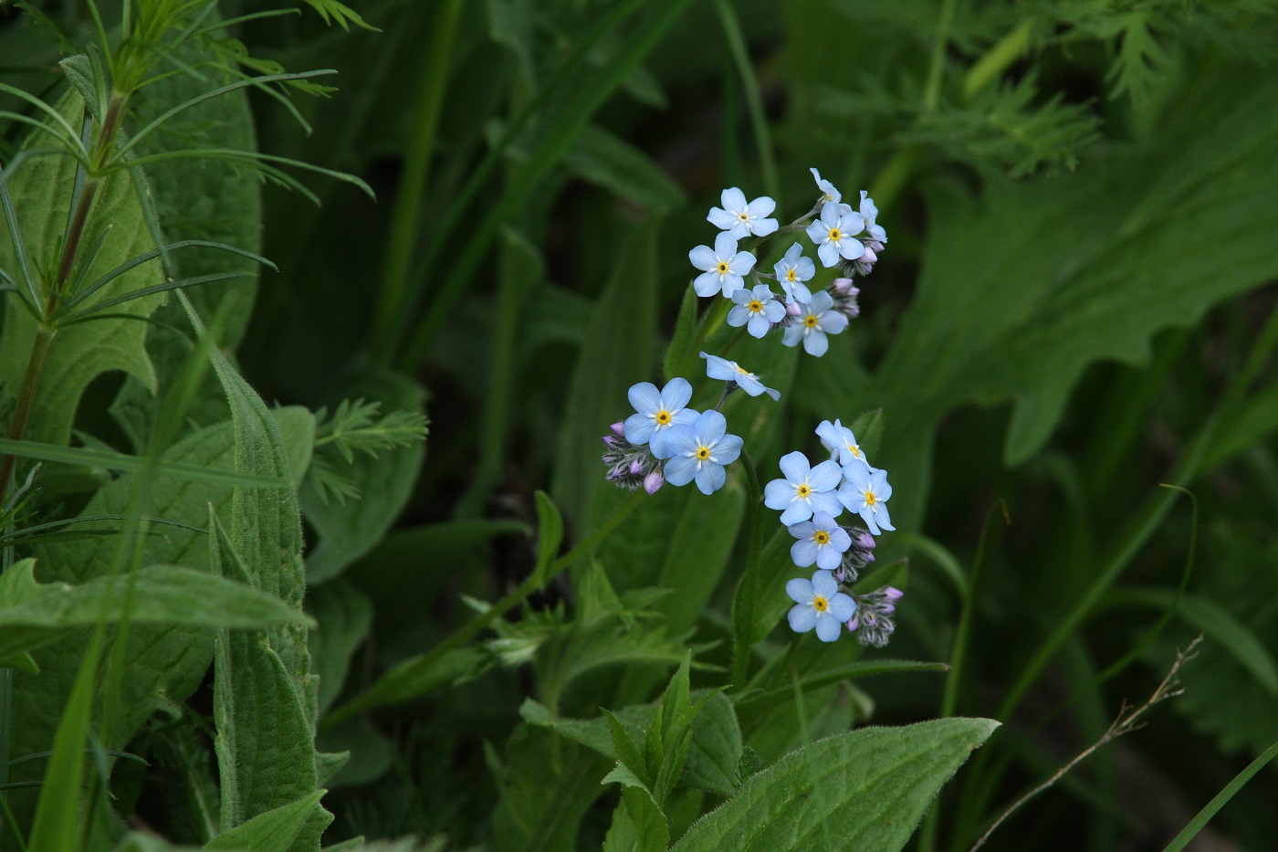 Image of Myosotis asiatica specimen.