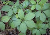 Parthenocissus quinquefolia