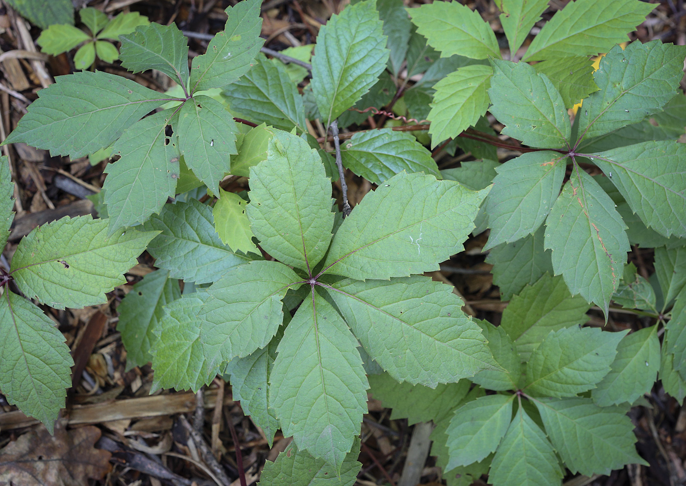 Изображение особи Parthenocissus quinquefolia.