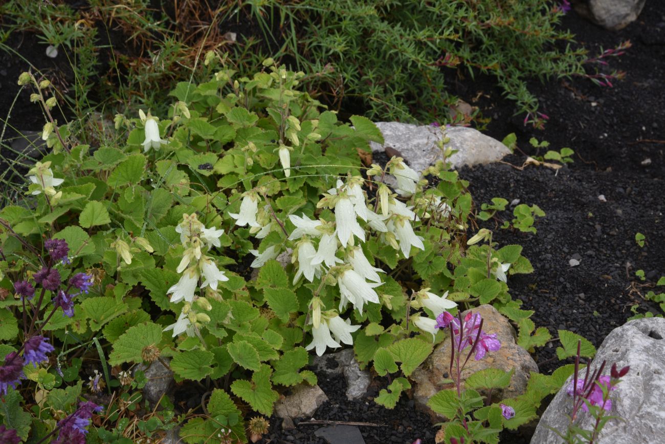 Image of Campanula alliariifolia specimen.