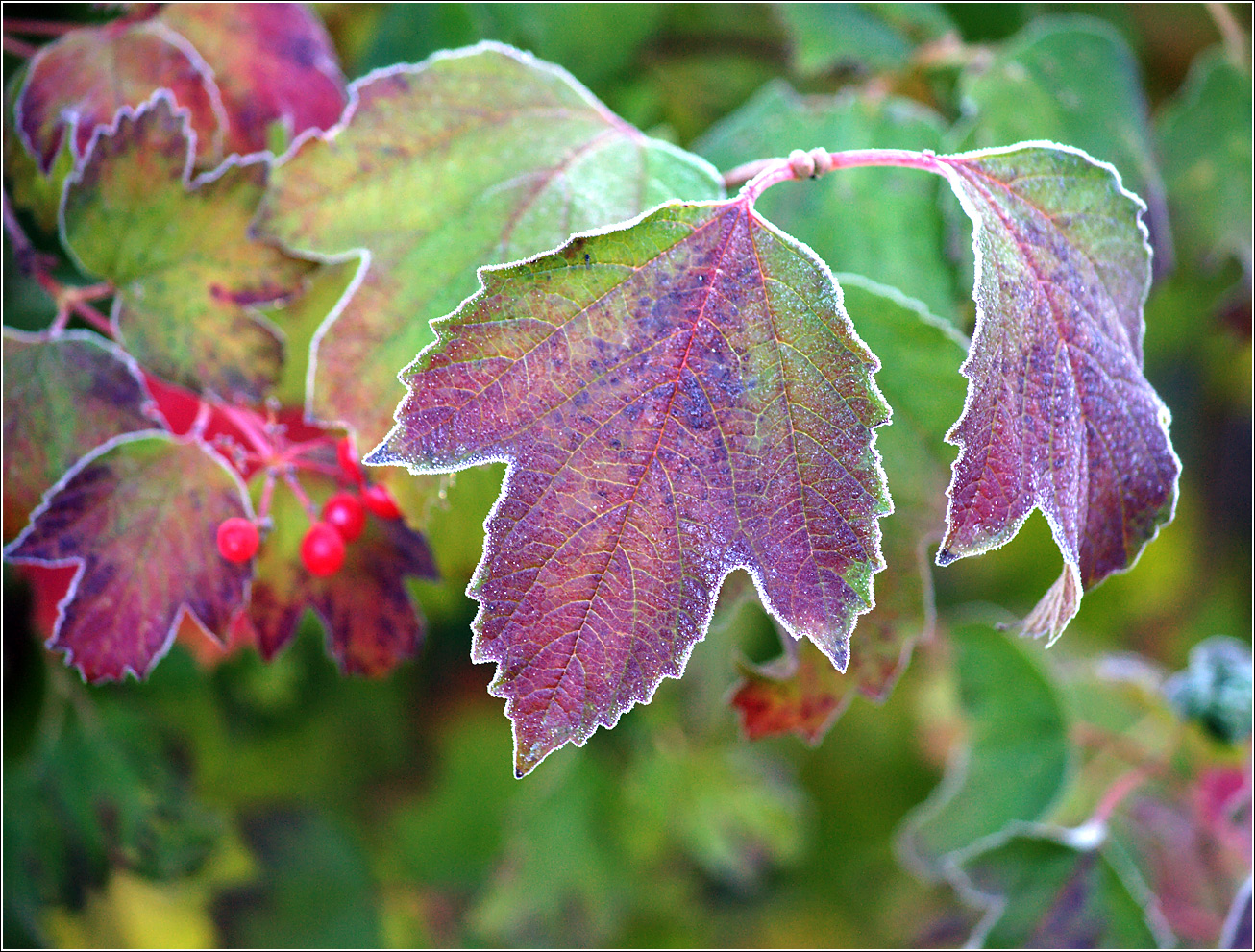 Изображение особи Viburnum opulus.