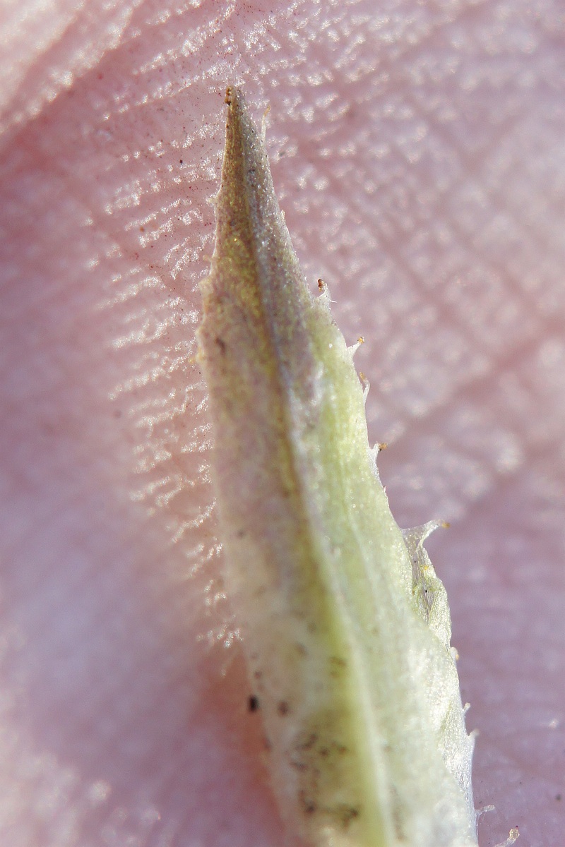 Image of genus Viola specimen.