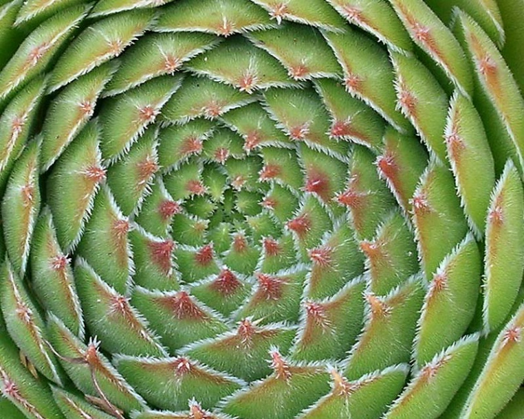 Image of Sempervivum ruthenicum specimen.