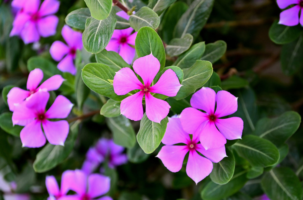 Изображение особи Catharanthus roseus.