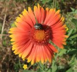 Gaillardia aristata