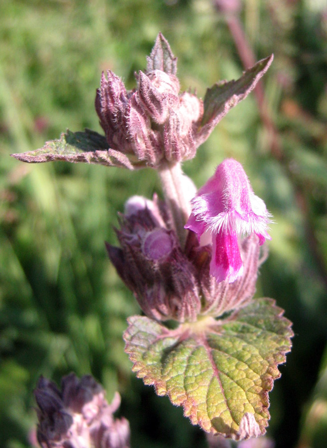 Image of Phlomoides pratensis specimen.