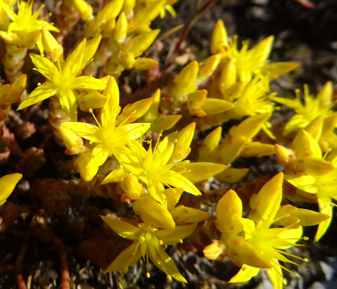 Image of Sedum acre specimen.