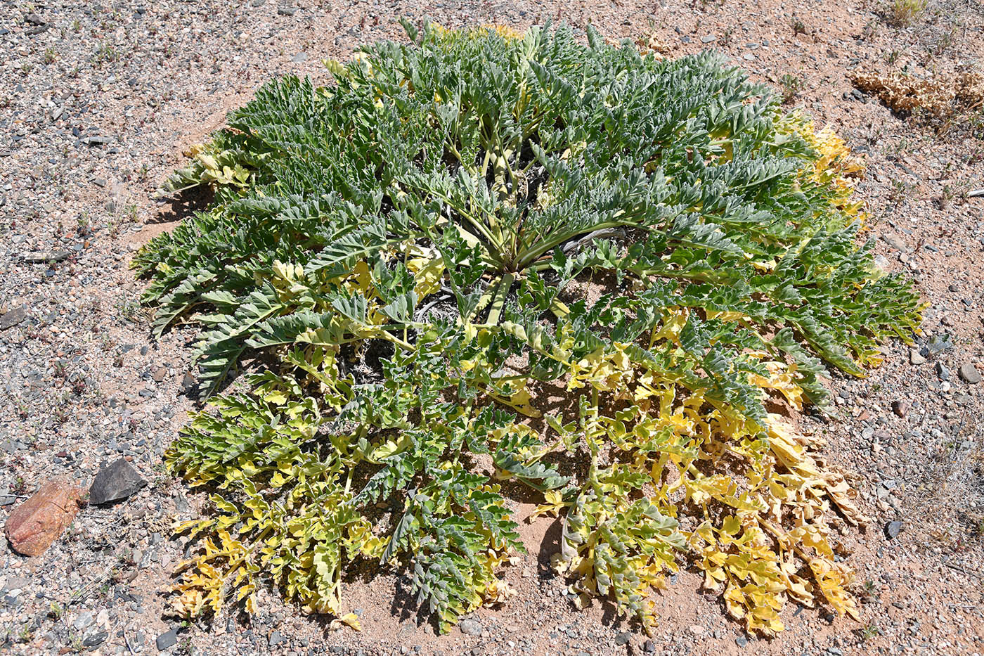 Изображение особи Ferula iliensis.