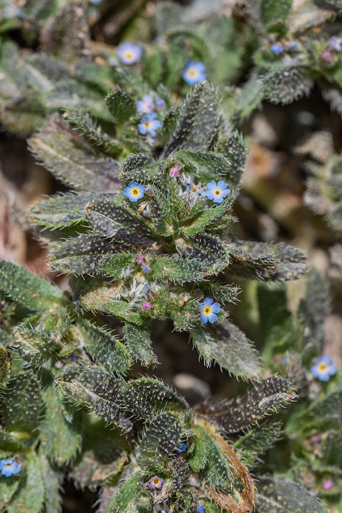 Image of Trigonocaryum involucratum specimen.