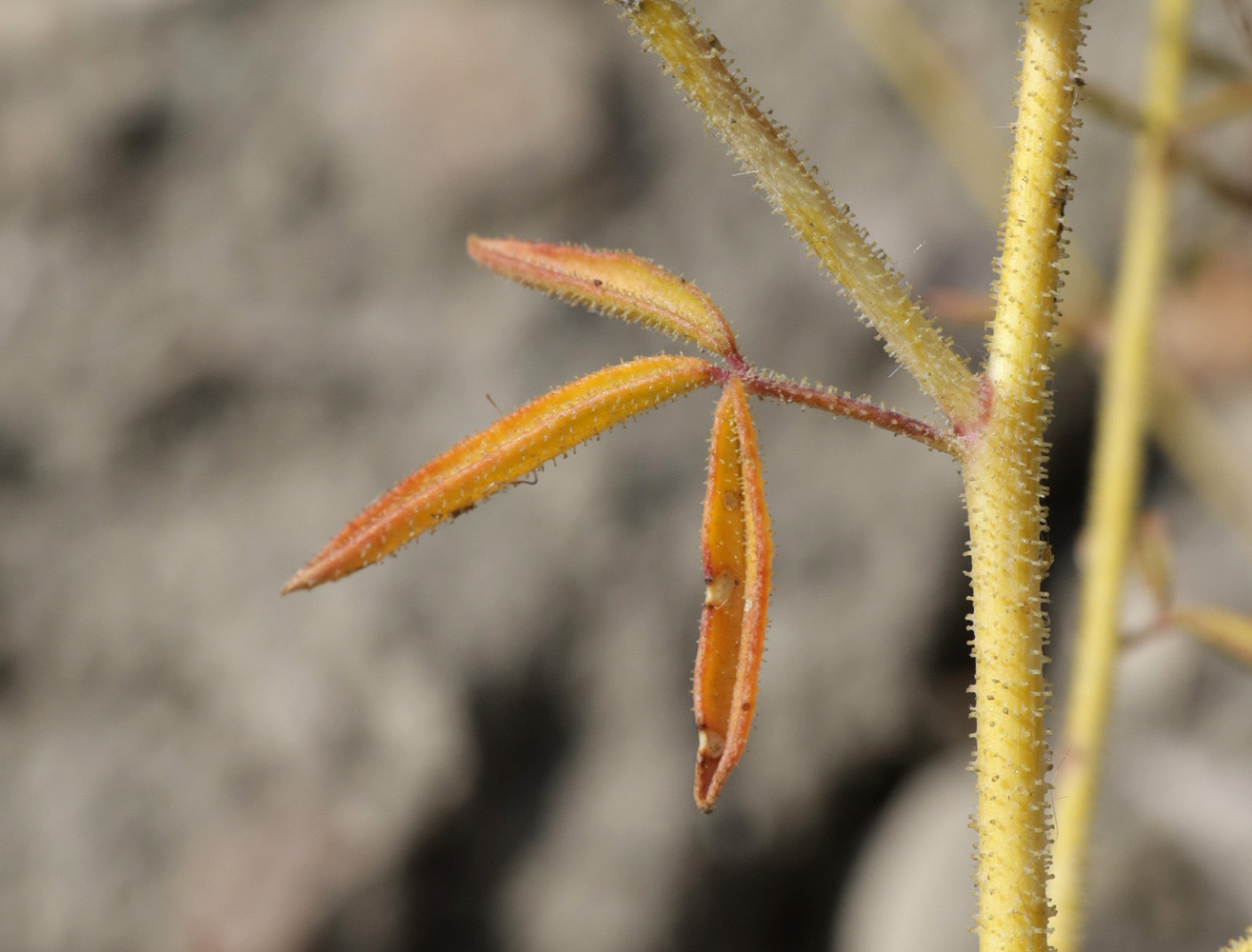 Изображение особи Cleome canescens.