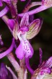 Anacamptis morio подвид caucasica