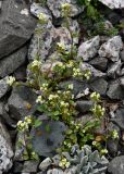 Taphrospermum altaicum