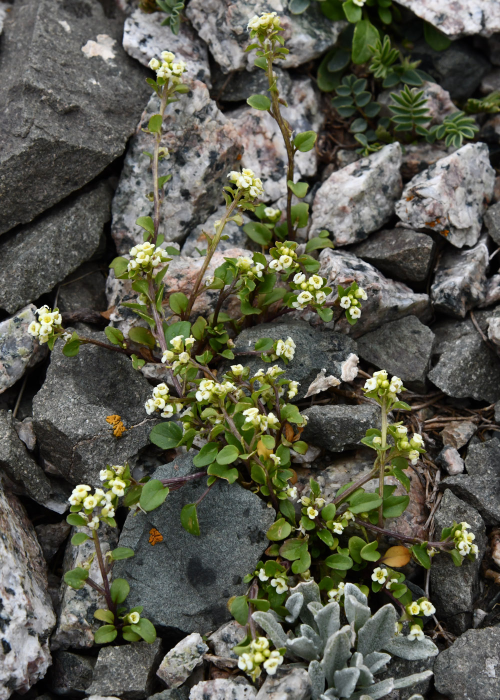 Изображение особи Taphrospermum altaicum.