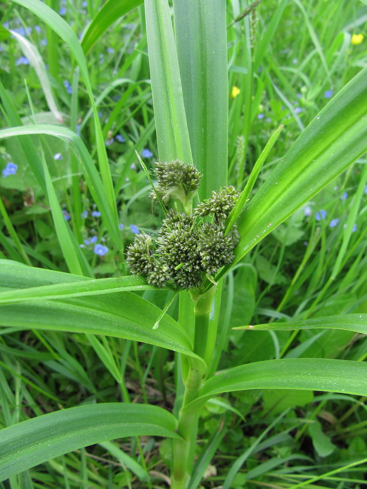 Image of Scirpus sylvaticus specimen.