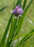 Allium schoenoprasum. Верхушка цветущего растения с кормящейся бабочкой-голубянкой. Республика Саха (Якутия), Хангаласский улус, правый берег р. Сиинэ (Синяя), влажная лужайка в устье ручья. 26.07.2023.