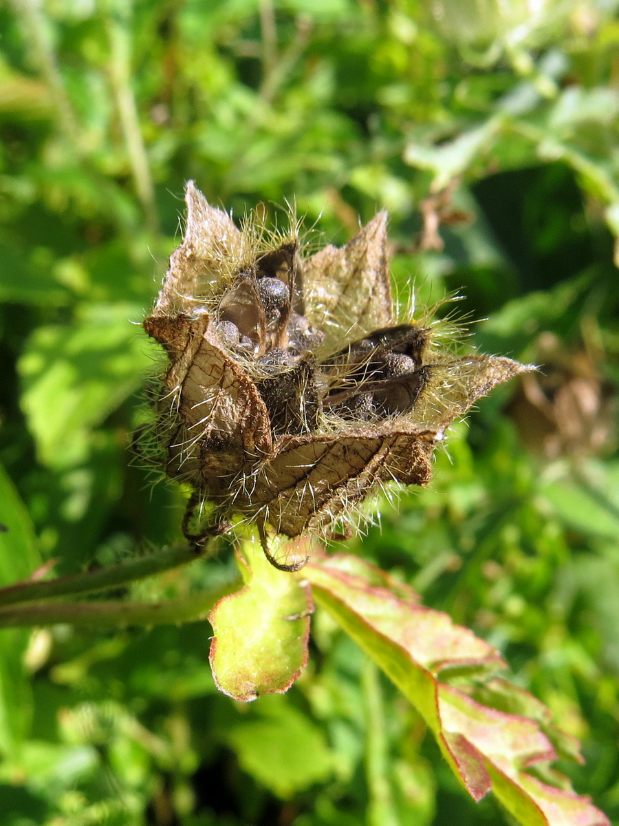 Image of Hibiscus trionum specimen.