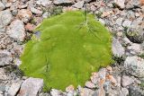 Thylacospermum caespitosum